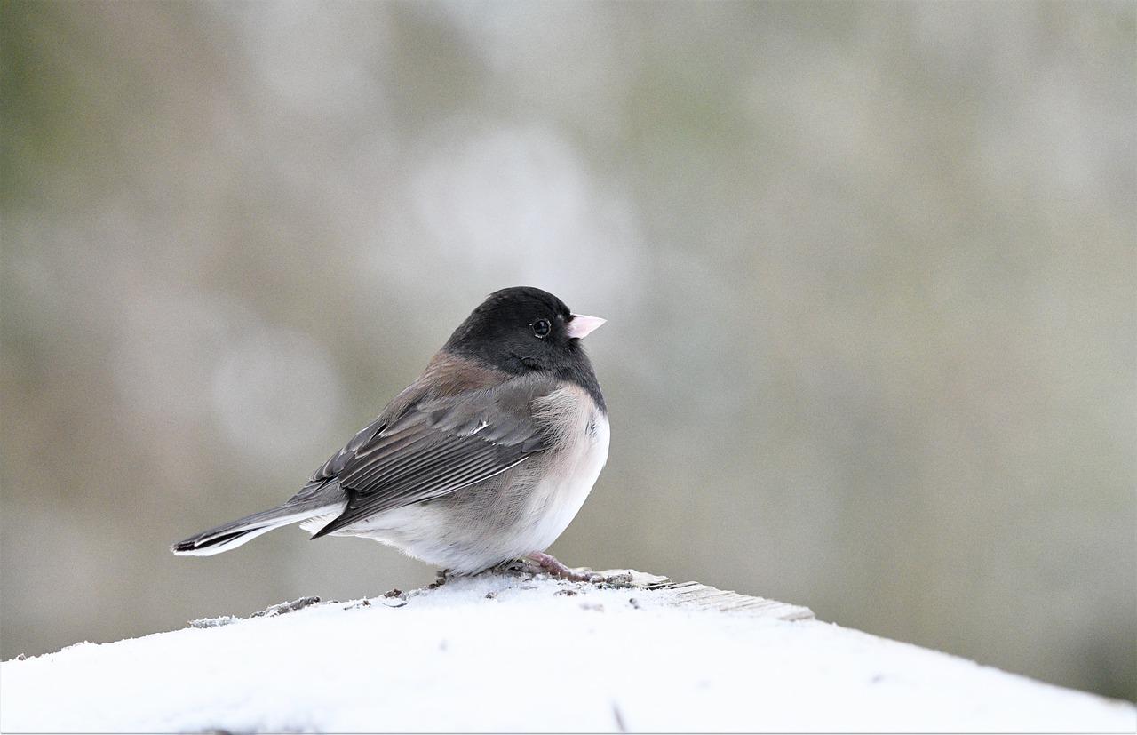 How to Get Dark-Eyed Juncos at Your Bird Feeder - BIRD BITES