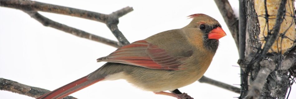 female cardinal, perched, feeding-5956832.jpg