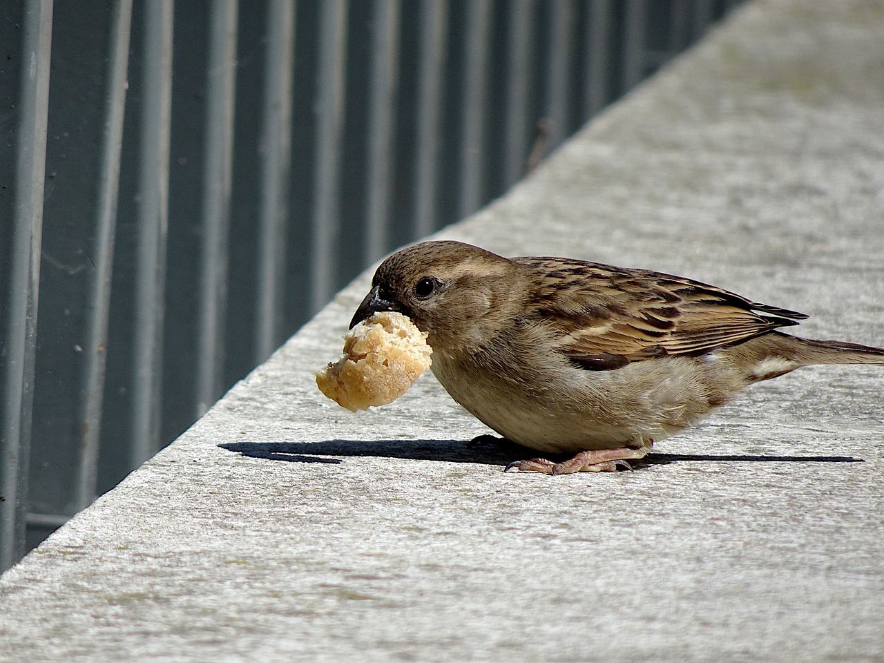 Should I Feed Birds Bread? Everything You Need to Know