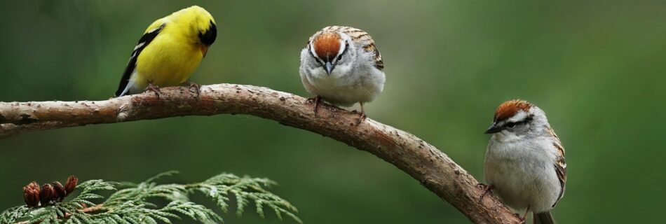 sparrow, american goldfinch, birds-3537687.jpg