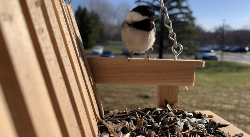 A Black Capped Chickadee visits a chair bird feeder filled with sunflower seeds.