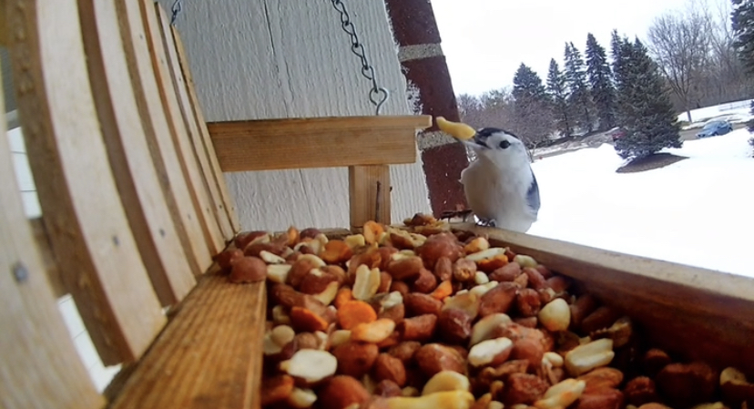 A White Breasted Nuthatch grabbing a peanut from a chair bird feeder during a winter afternoon.