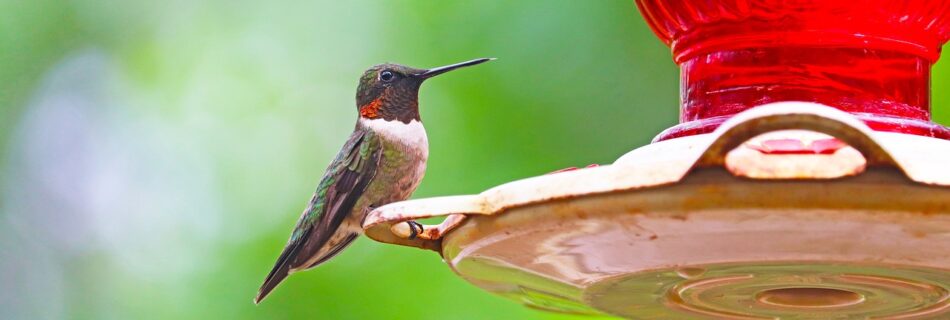 hummingbird, bird, bird feeder-5075724.jpg
