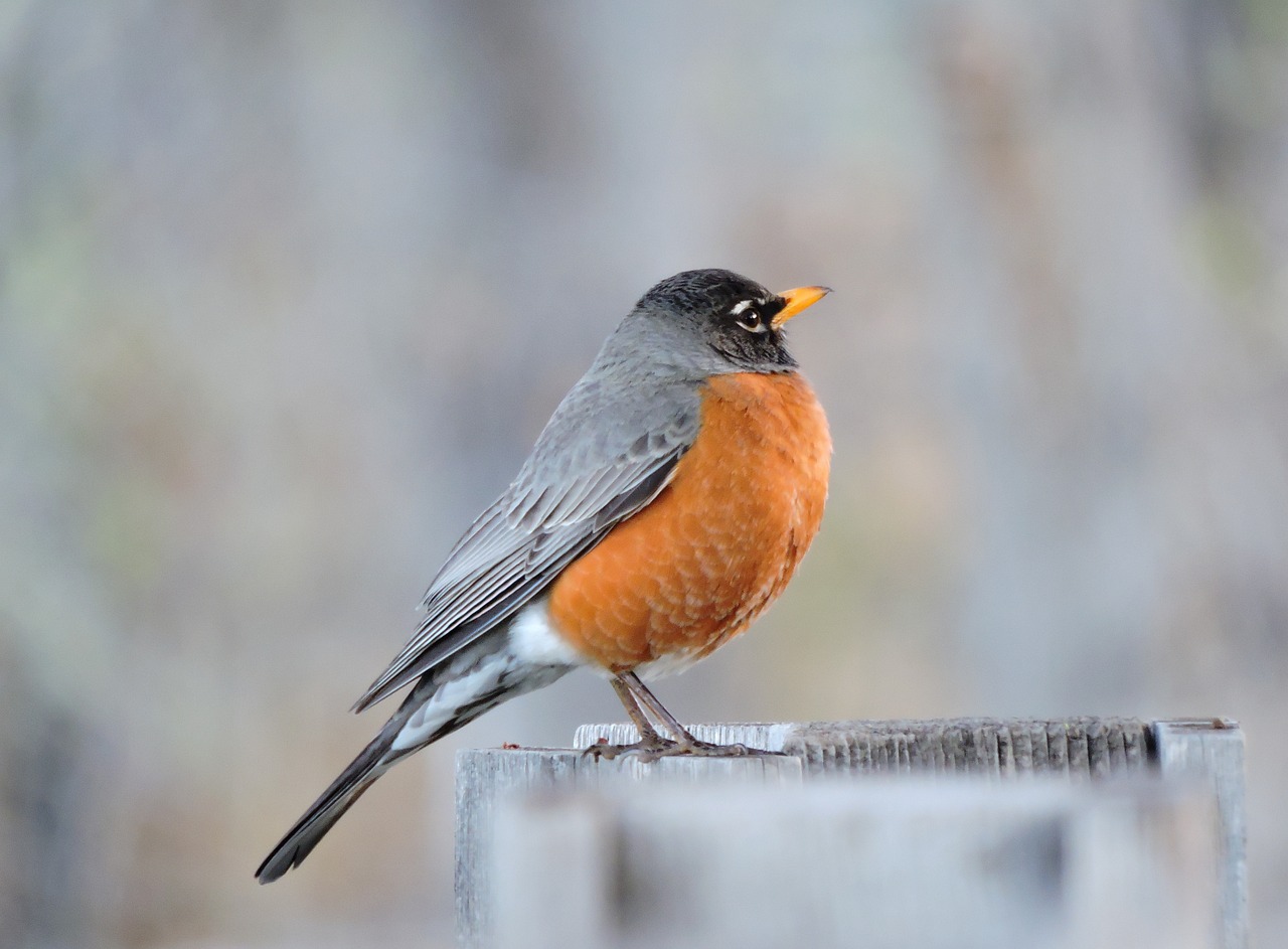 Do American Robins Visit Bird Feeders What You Need To Know BIRD BITES