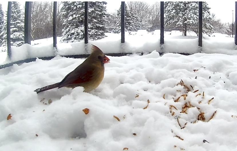 A female Northern Cardinal in the snow during the winter.