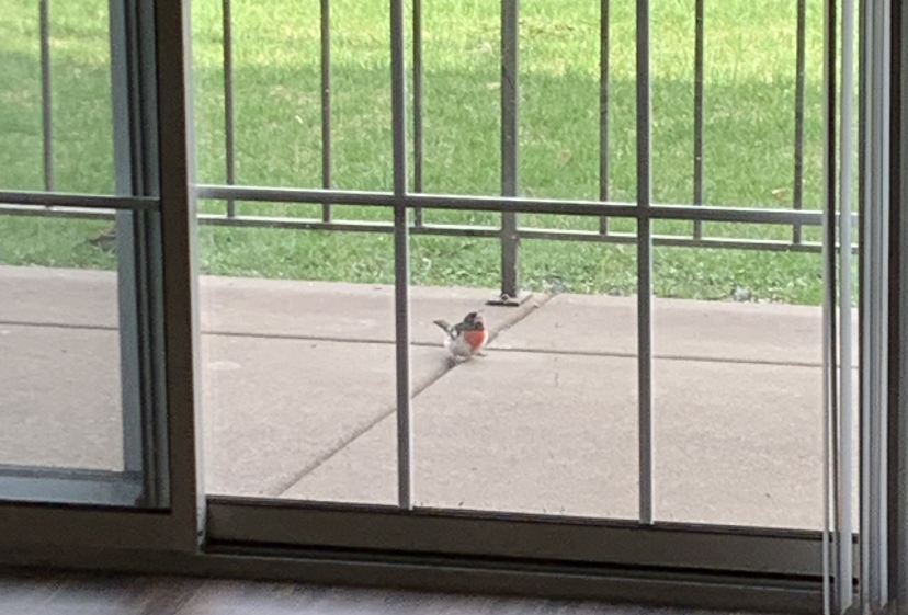 A picture of a Rose Breasted Grosbeak on an apartment patio.