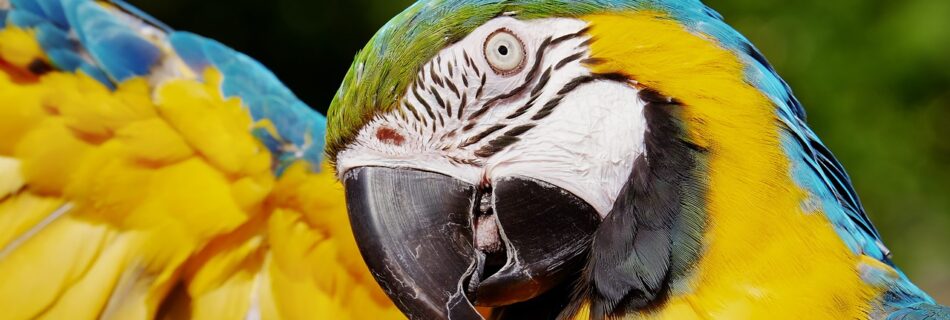 parrot, yellow macaw, bird-3418427.jpg