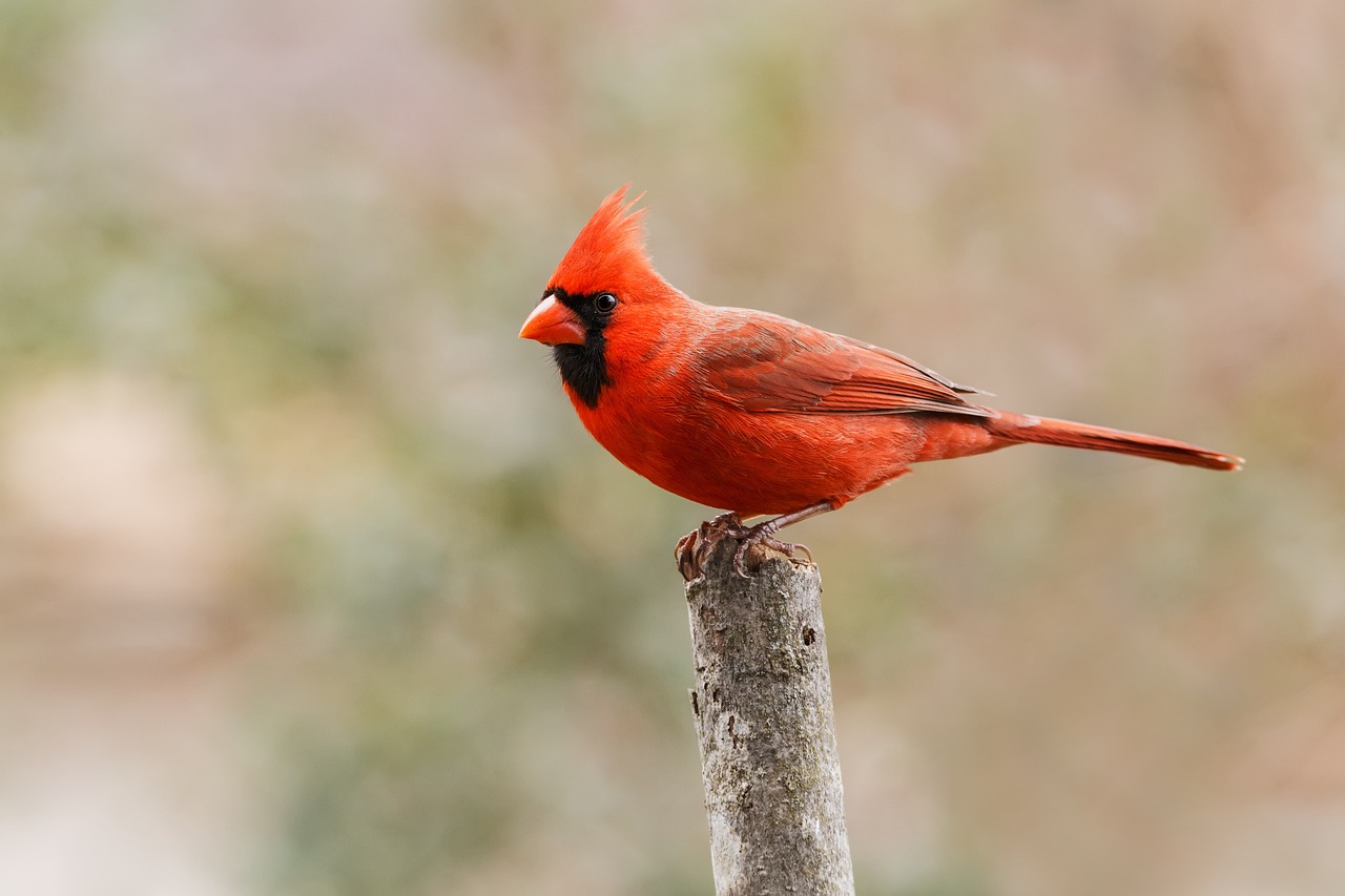 red bird, northern cardinal, bird-5919809.jpg