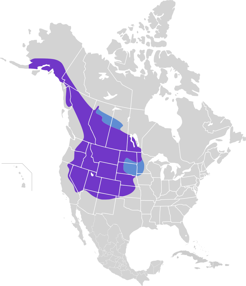 The range map of Black-Billed Magpies