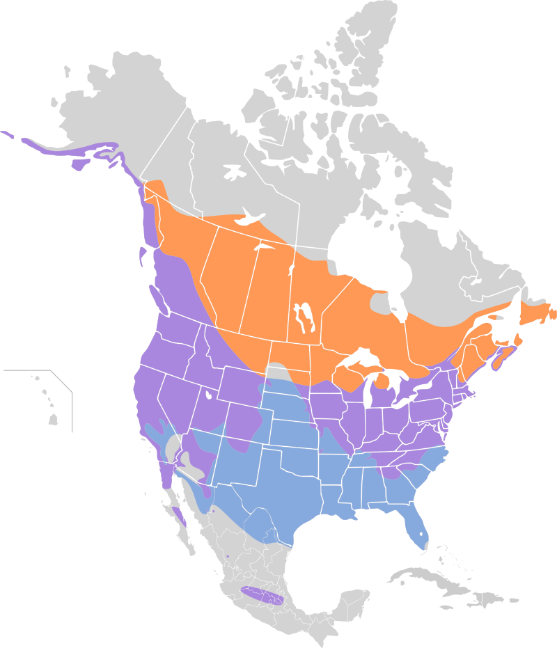 A map showcasing the range of Song Sparrows in North America. 