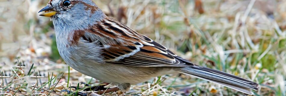 bird, american tree sparrow, nature-7105827.jpg
