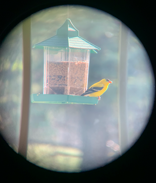 A yellow American Goldfinch eating sunflower seeds at a bird feeder.