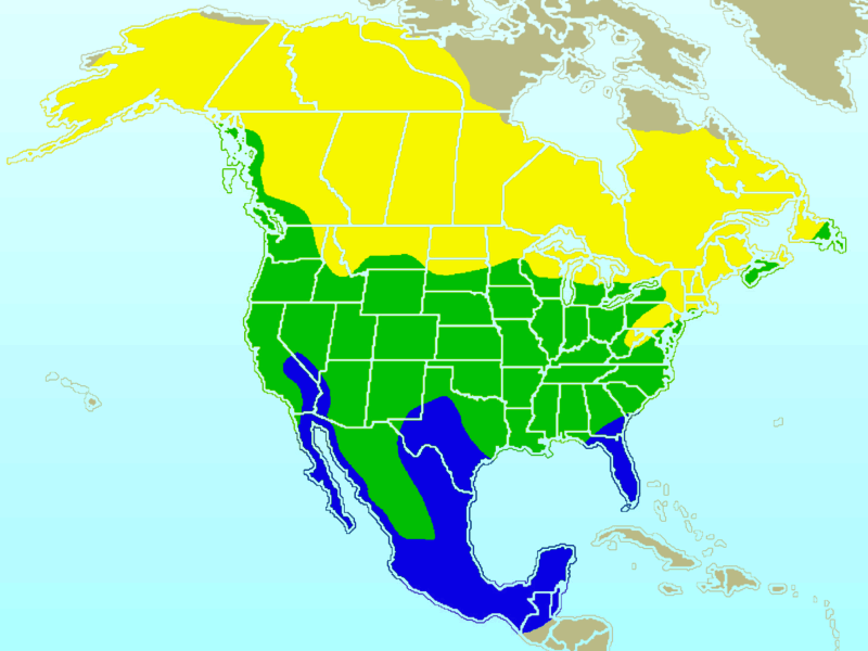 A map showing the range of the American Robin 