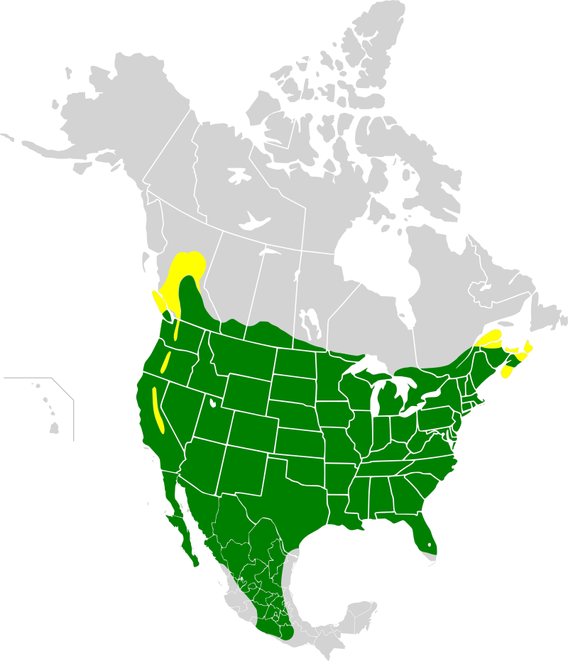 A range map for the House Finch.