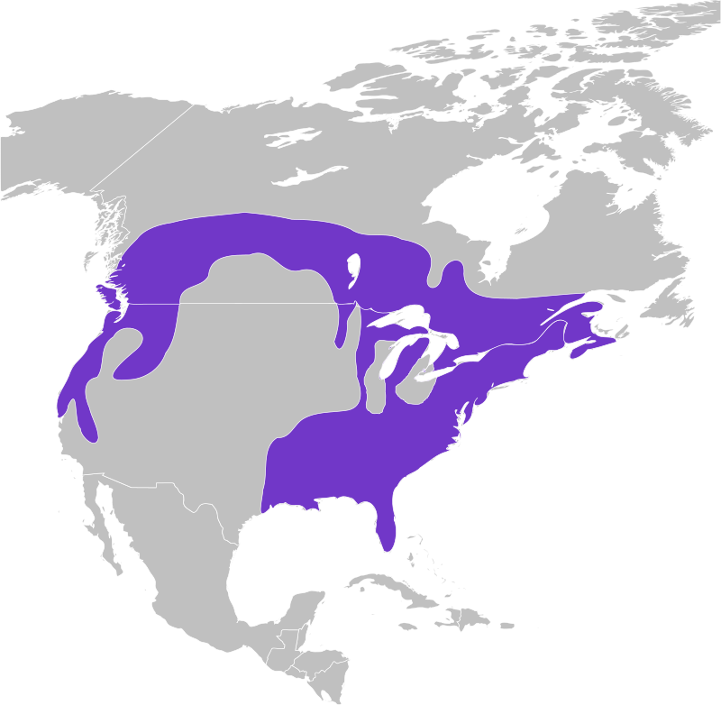 The range map of the Pileated Woodpecker