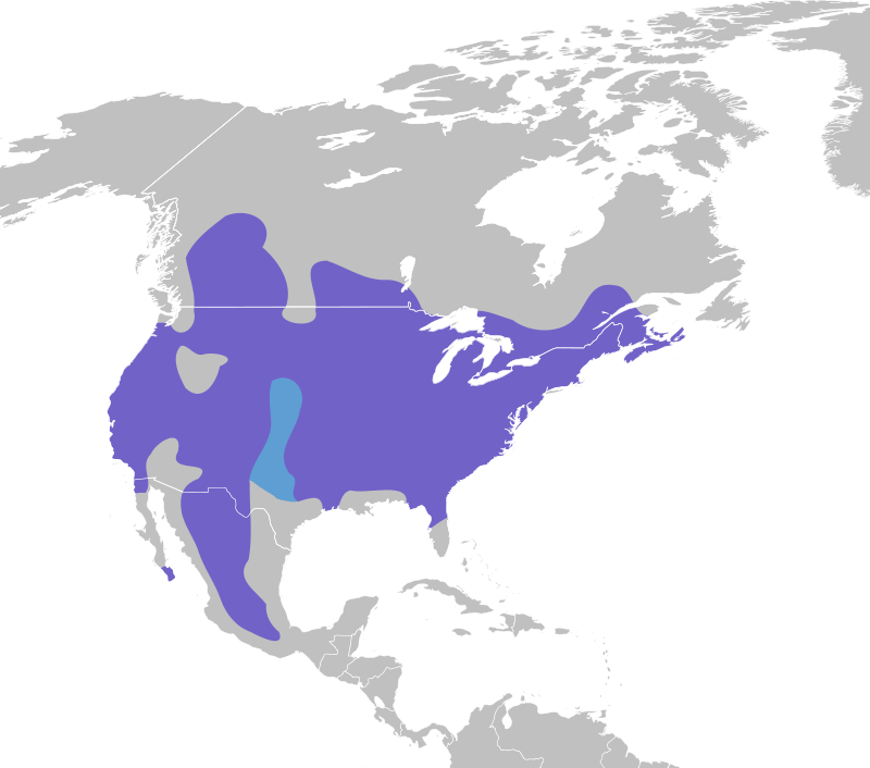 The range map for the White-Breasted Nuthatch. Purple is the year-round range.