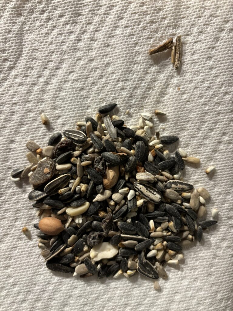 A close up view of bird seed including, peanuts, sunflower, dried fruit, safflower, and pumpkin seed.  