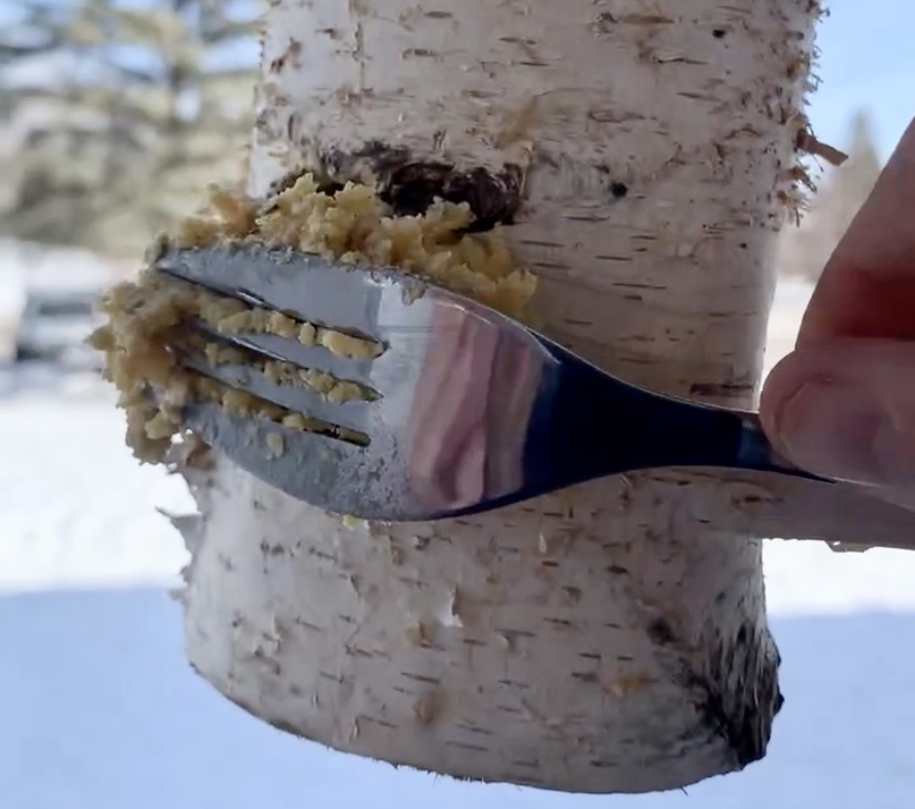 Spreadable suet on a Birch Tree bird feeder. 