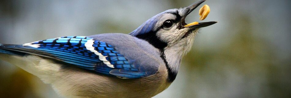 blue jay, bird, feeding-6670703.jpg