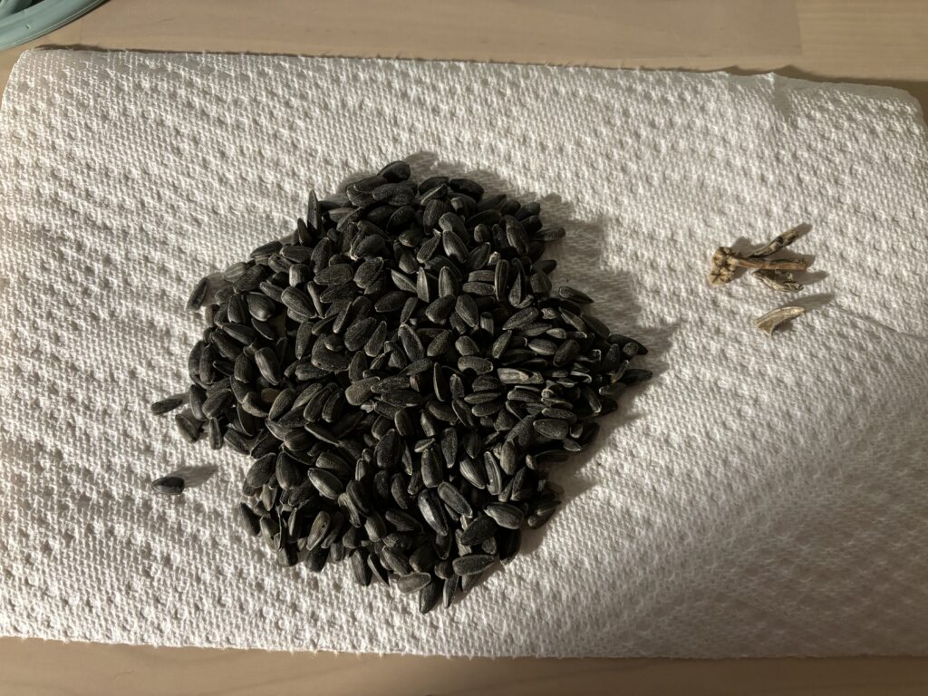 A close up view of Wagner's Black Oil Sunflower bird seed.  