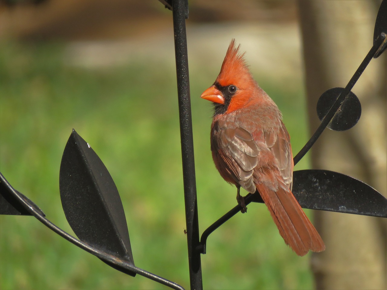 cardinal, song bird, bird-3212663.jpg