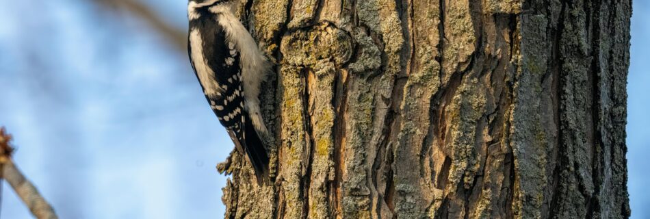 Downy Woodpecker on Tree