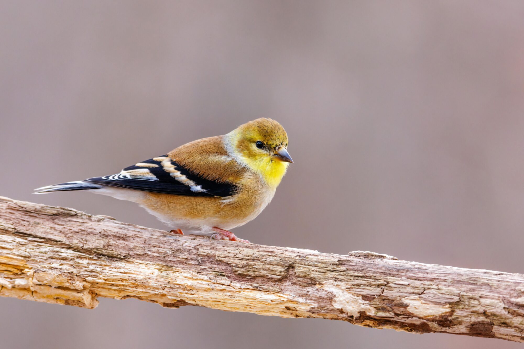 American Goldfinch Bird in Close-up Shot