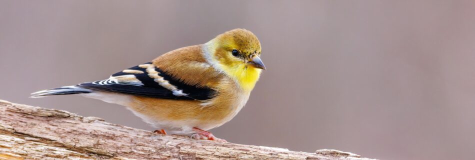 American Goldfinch Bird in Close-up Shot