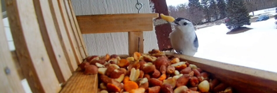 A White-Breasted Nuthatch grabbing a peanut from a bird feeder.