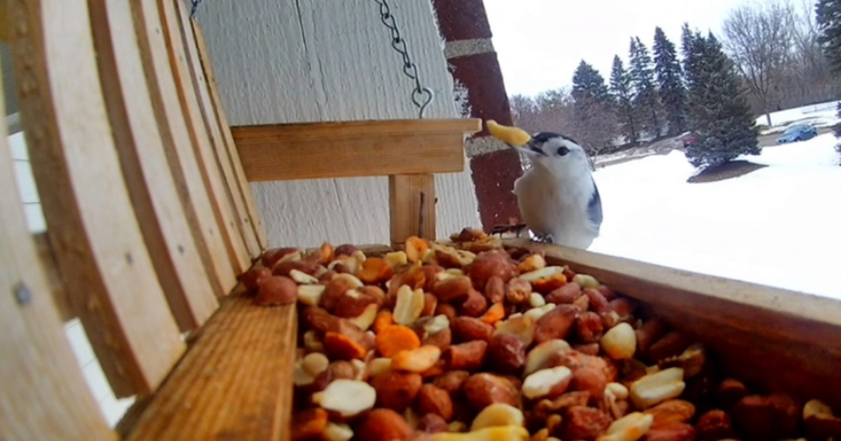 A White-Breasted Nuthatch grabbing a peanut from a bird feeder.